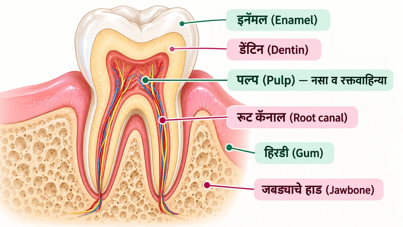 दाताची आतली रचना दर्शवणारी आकृती — बाहेरचं इनॅमल, त्याखालचं डेंटिन, मध्यभागी नसा व रक्तवाहिन्या असलेला पल्प, मुळांमधील रूट कॅनाल, हिरडी आणि जबड्याचे हाड